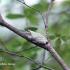 Audubon Moments